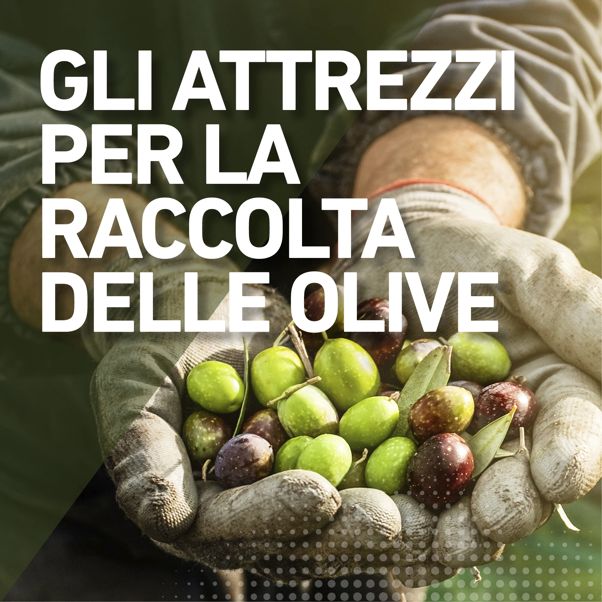 Gli attrezzi per la raccolta delle olive