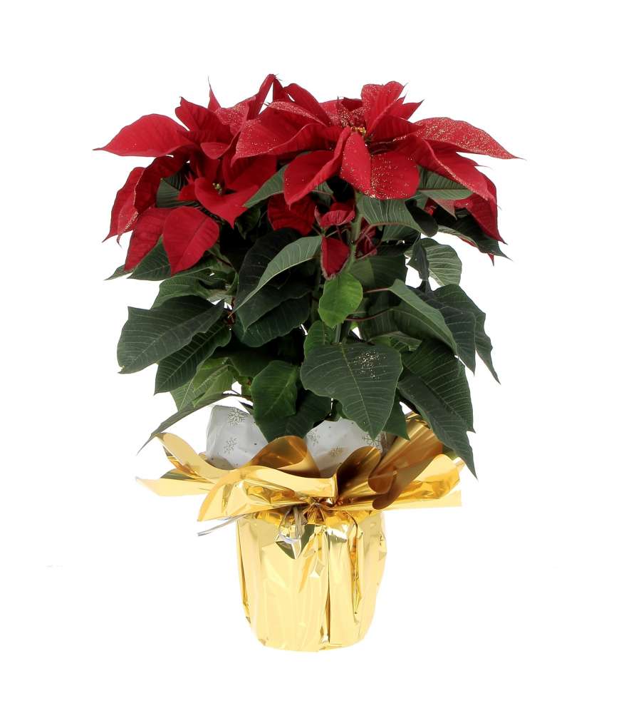 Stella di Natale in confezione regalo