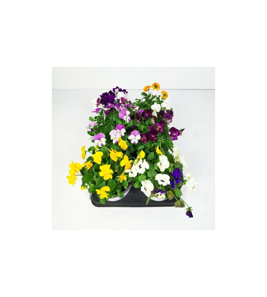 Vaso con Petunia Mix colori