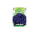 Lobelia Nana Blu