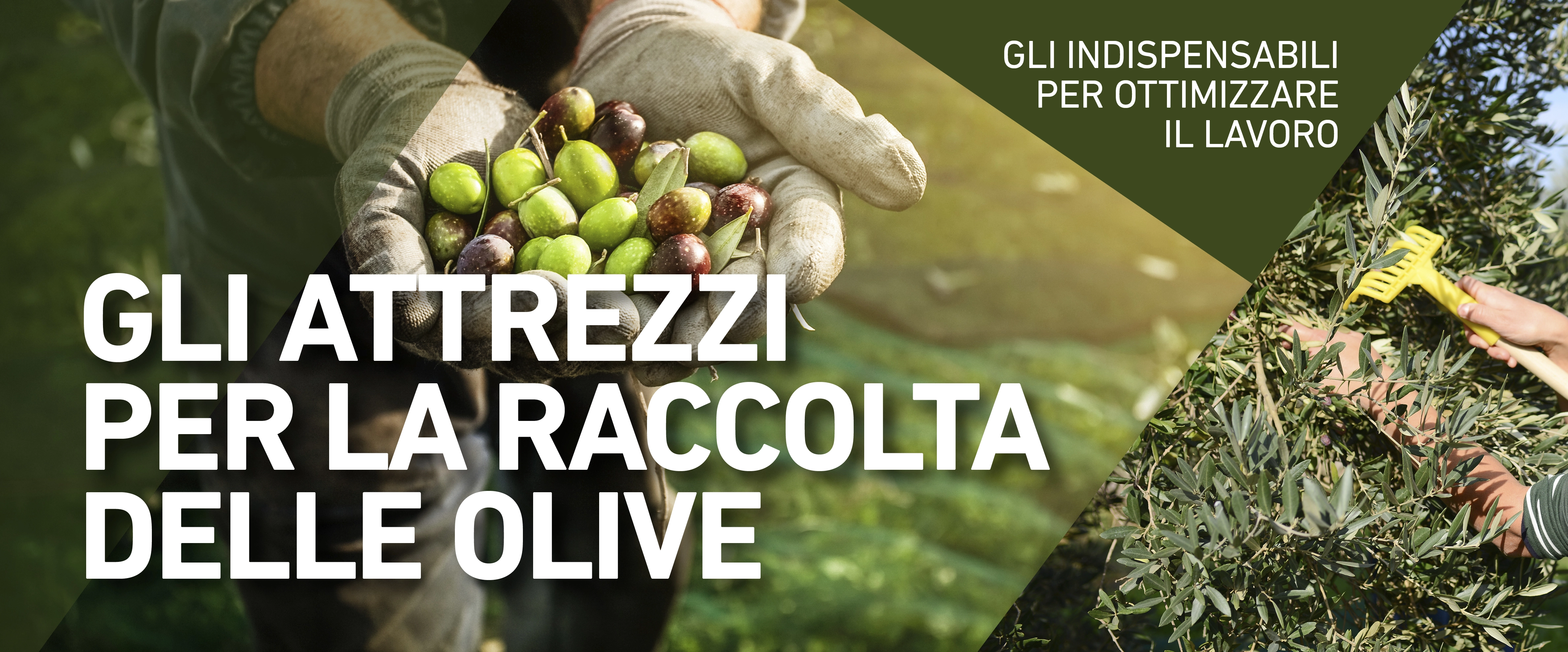 Gli attrezzi per la raccolta delle olive