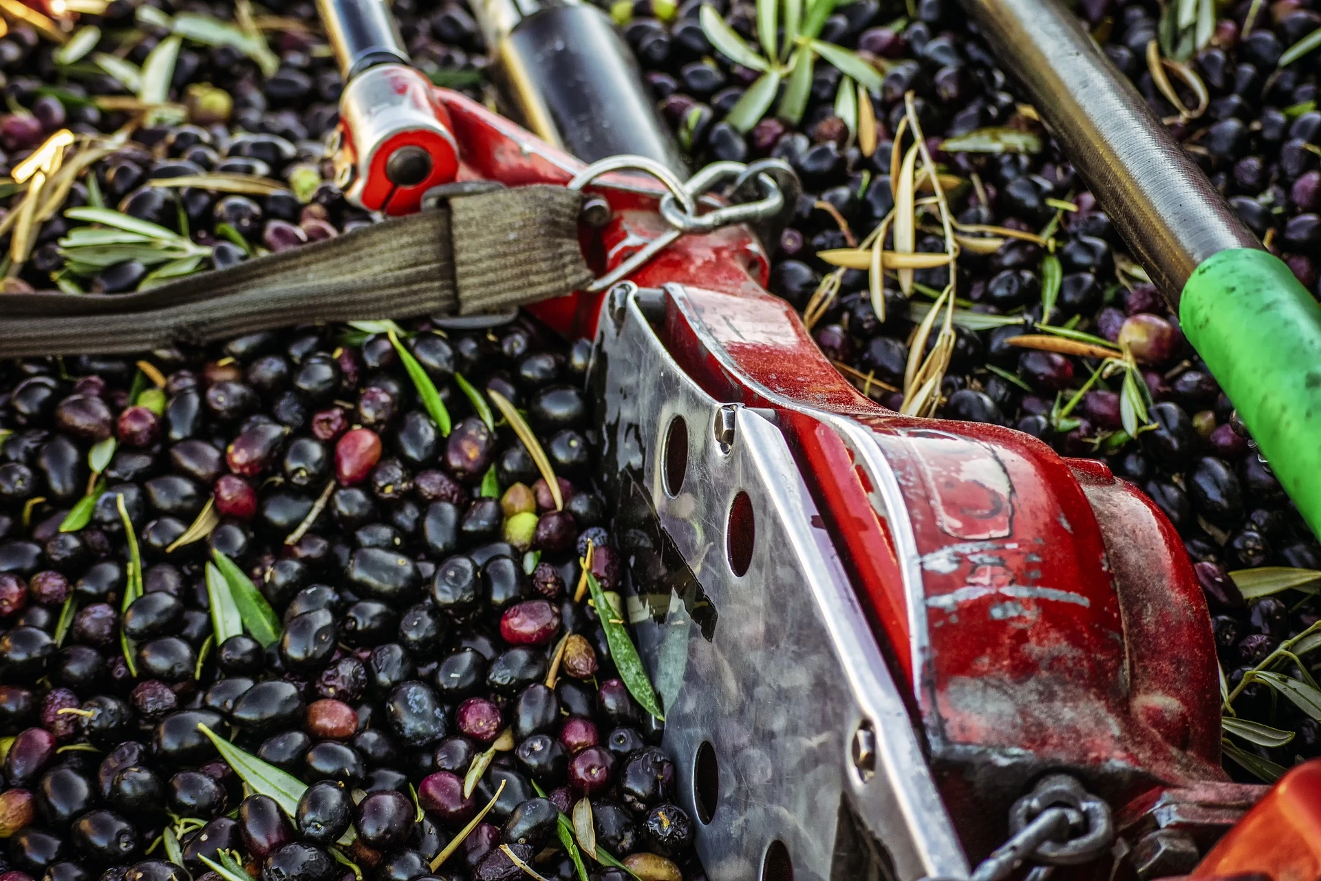 Gli attrezzi per la raccolta delle olive