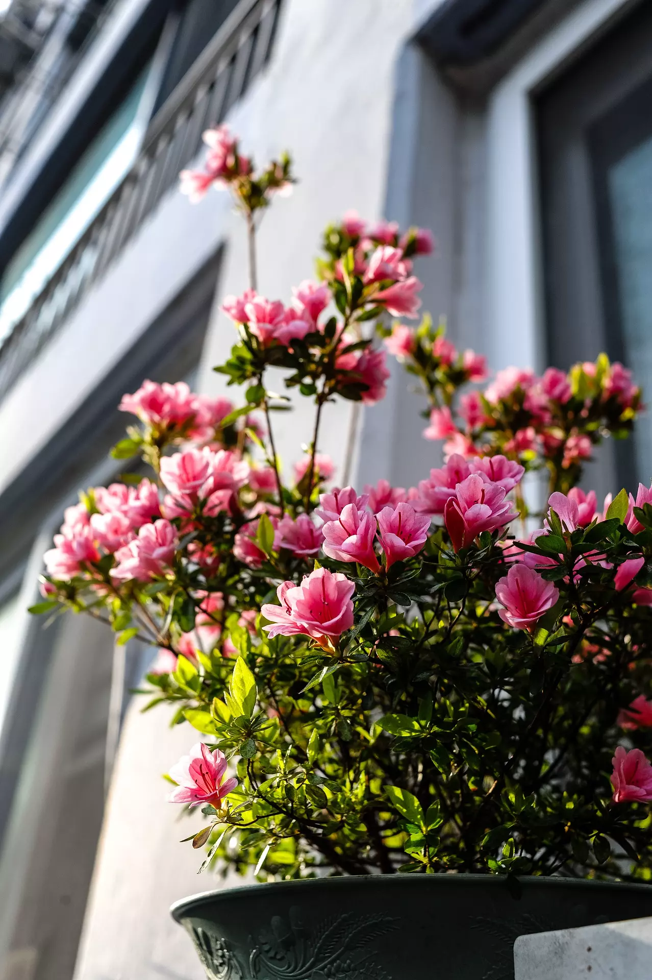 Un balcone sempre verde e fiorito