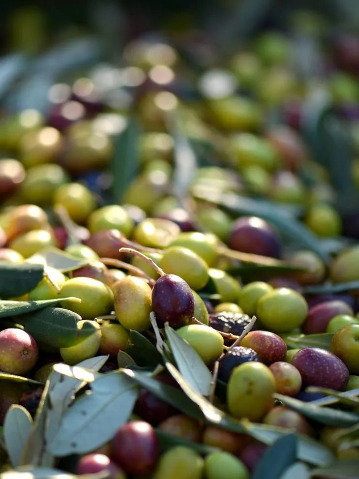 Gli attrezzi per la raccolta delle olive