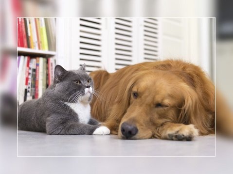 PRODOTTI PER ANIMALI