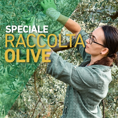 La raccolta delle olive