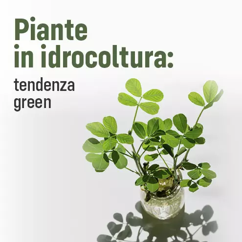 Piante in idrocoltura