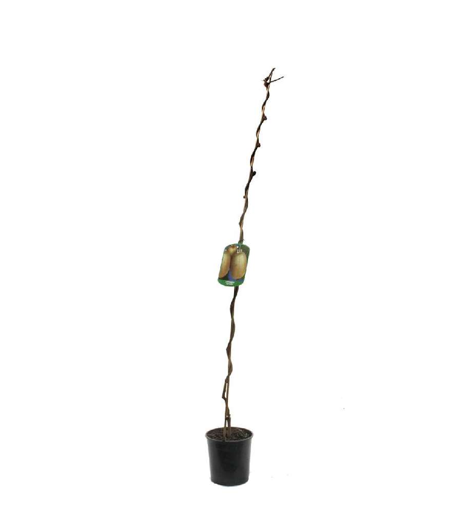 Kiwi in vaso 18 x 120 h cm