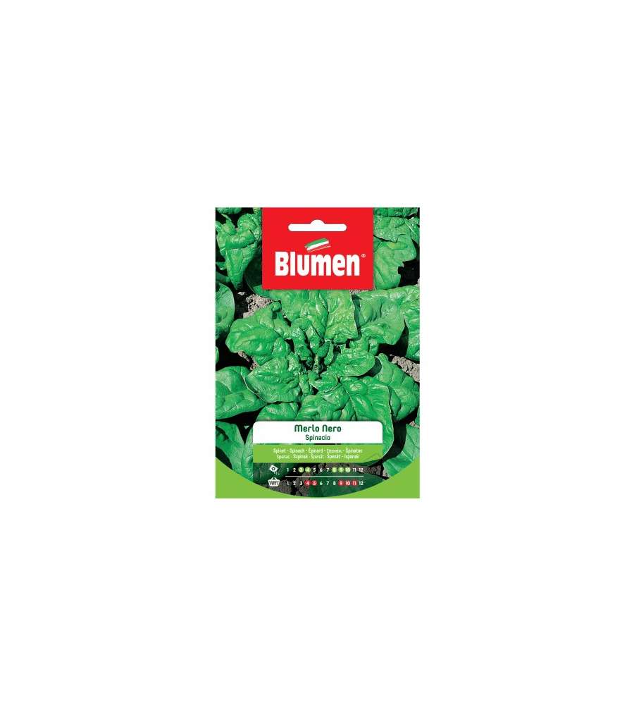 Blumen Semi Spinacio Merlo Nero 20 g - Foglie Grandi e Carnose