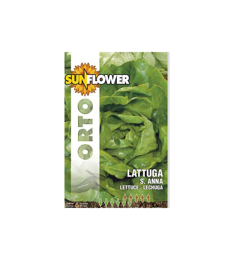 Sementi Lattuga Sant'Anna                Sunflower