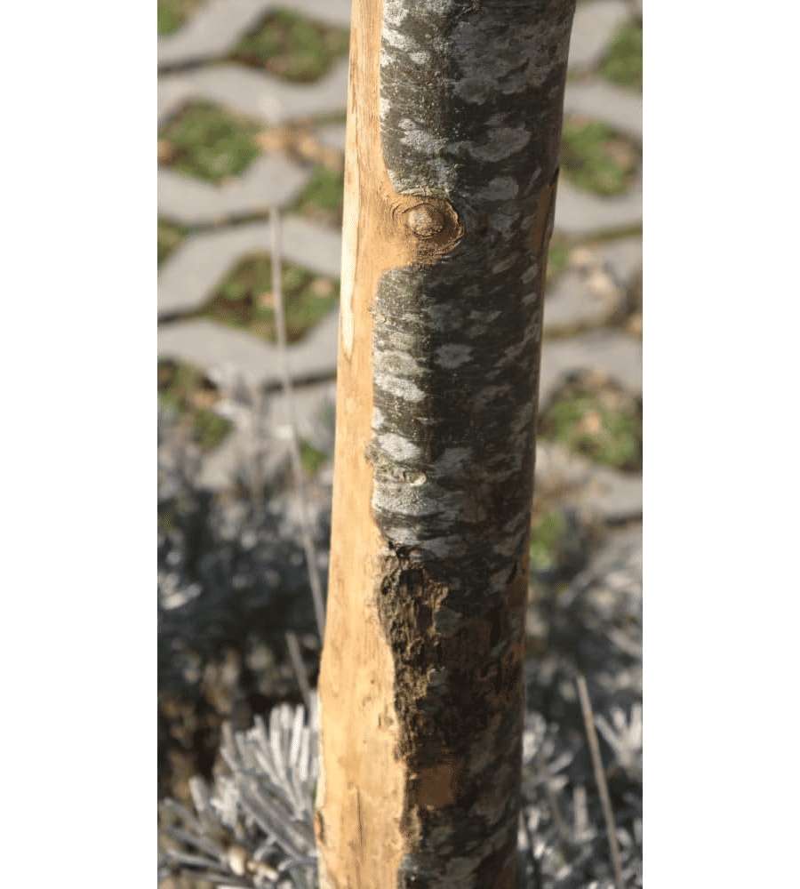 ALCE Pali Tondi in Castagno Semiscortecciato 3-5x150 cm - Pack 6 Pezzi