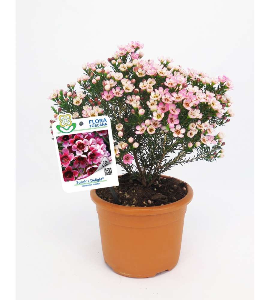 Fiore Wax Flower in vaso