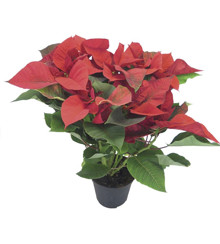 Fiore Stella Di Natale.Offerta Stella Di Natale 5 Fiori In Vaso