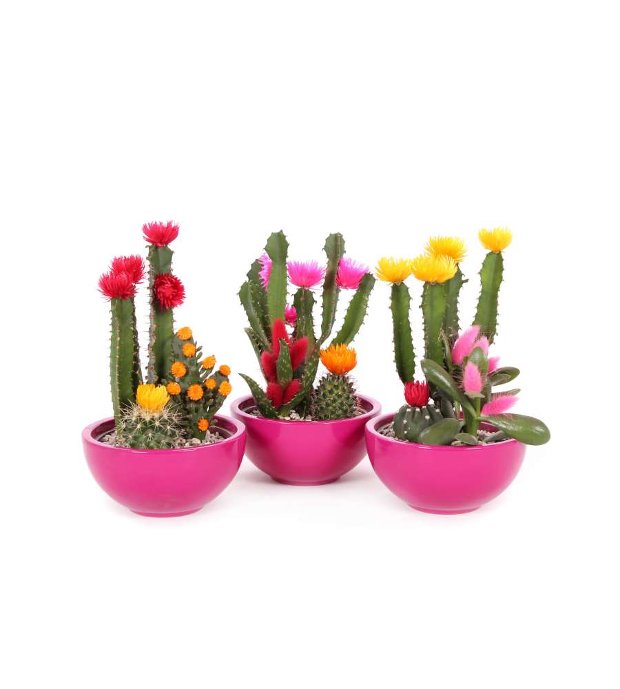Composizione Cactus Con Fiori Secchi