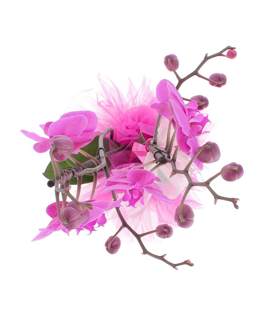 Phalaenopsis rosa 2 rami con coprivaso in ceramica