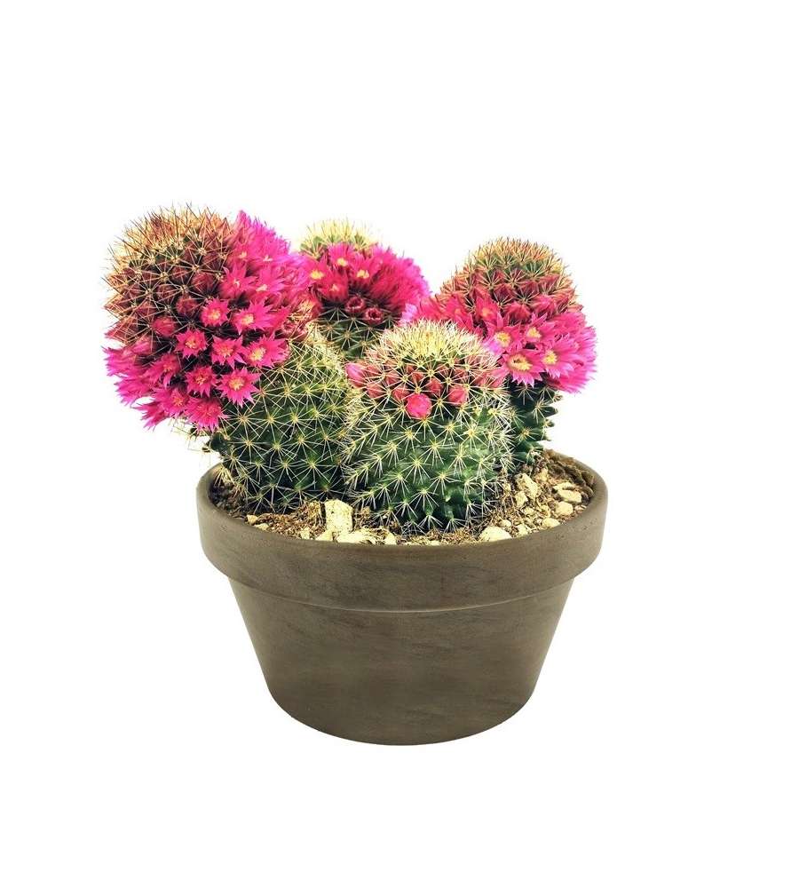 Cactus mix