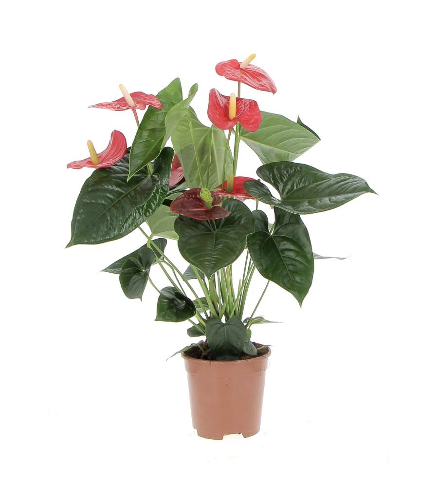 Anthurium in vaso da 12 cm