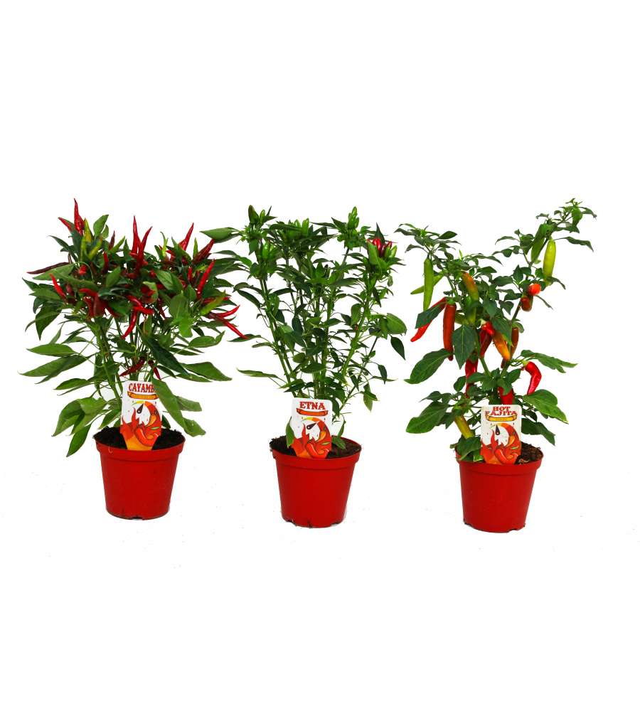 Peperoncino in vaso 14 cm