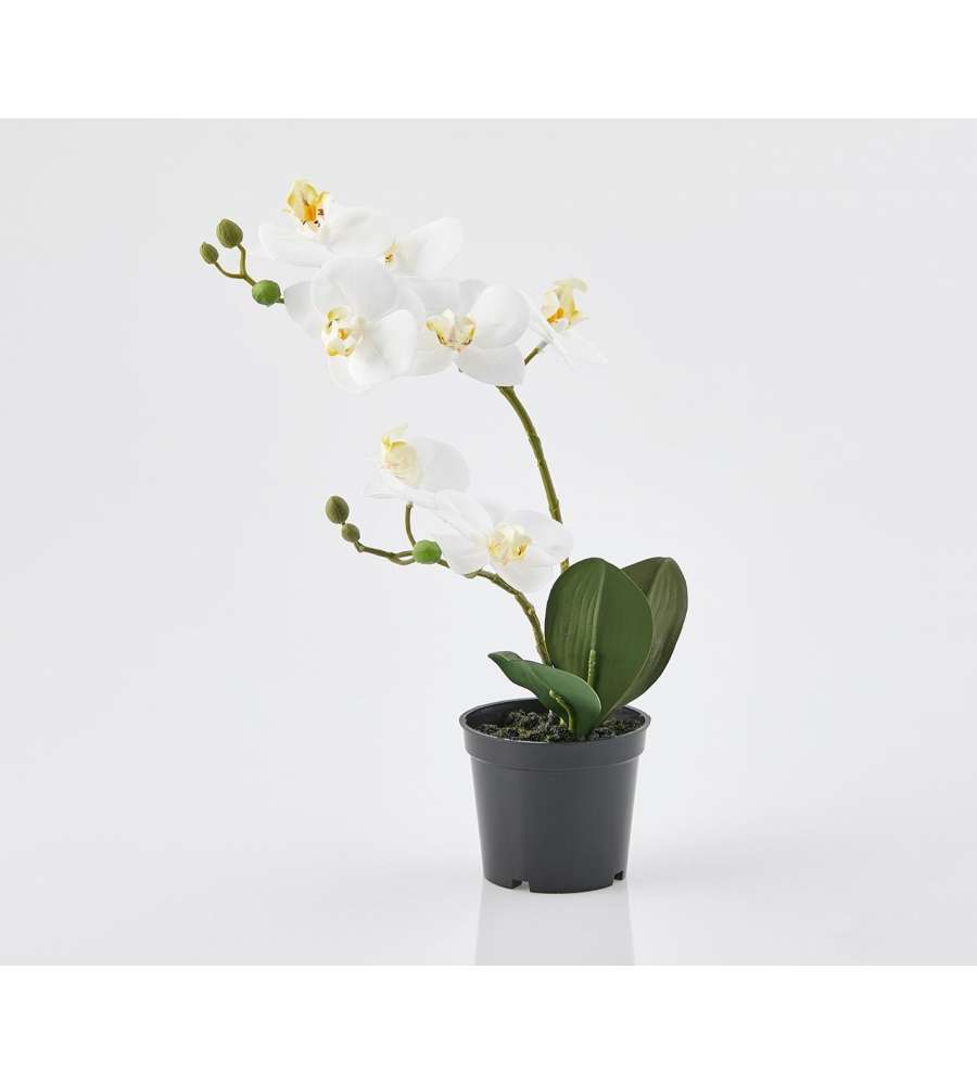 Vendita Orchidee Online Shop Guarda Che Prezzo Cogli Subito L