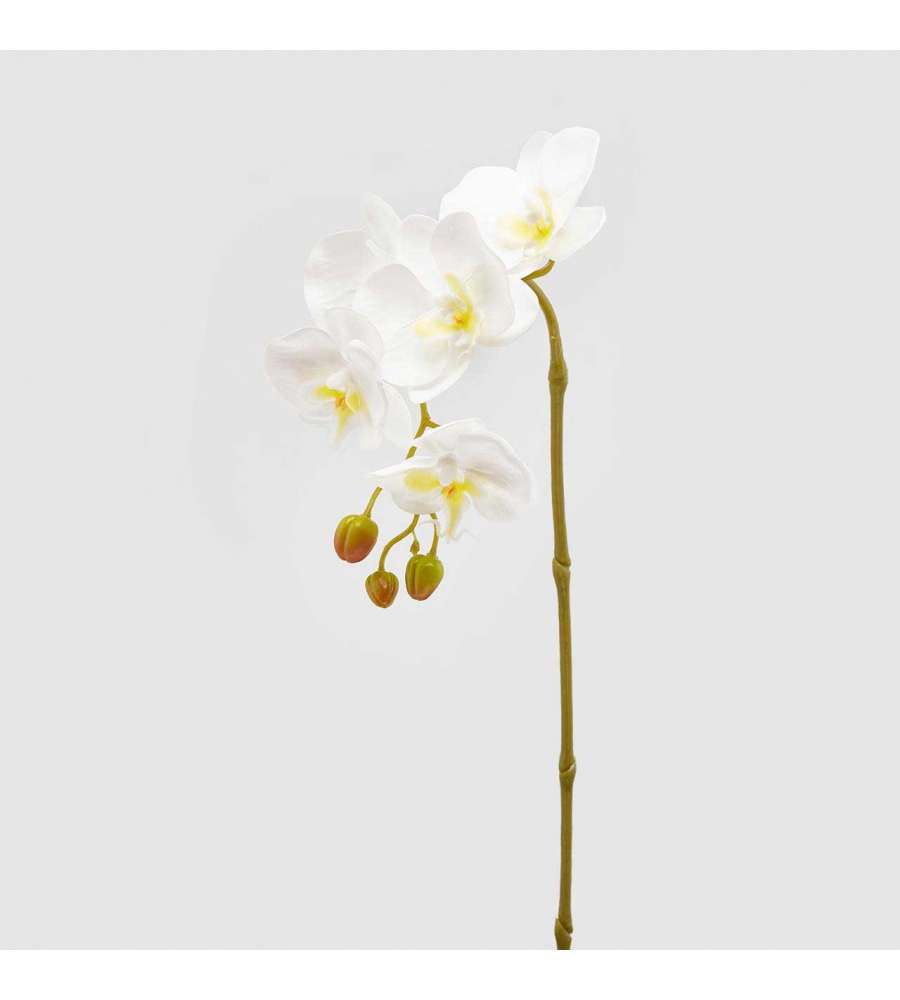 Orchidea Phalenopsis Olis Ramo singolo Bianco h 70 cm