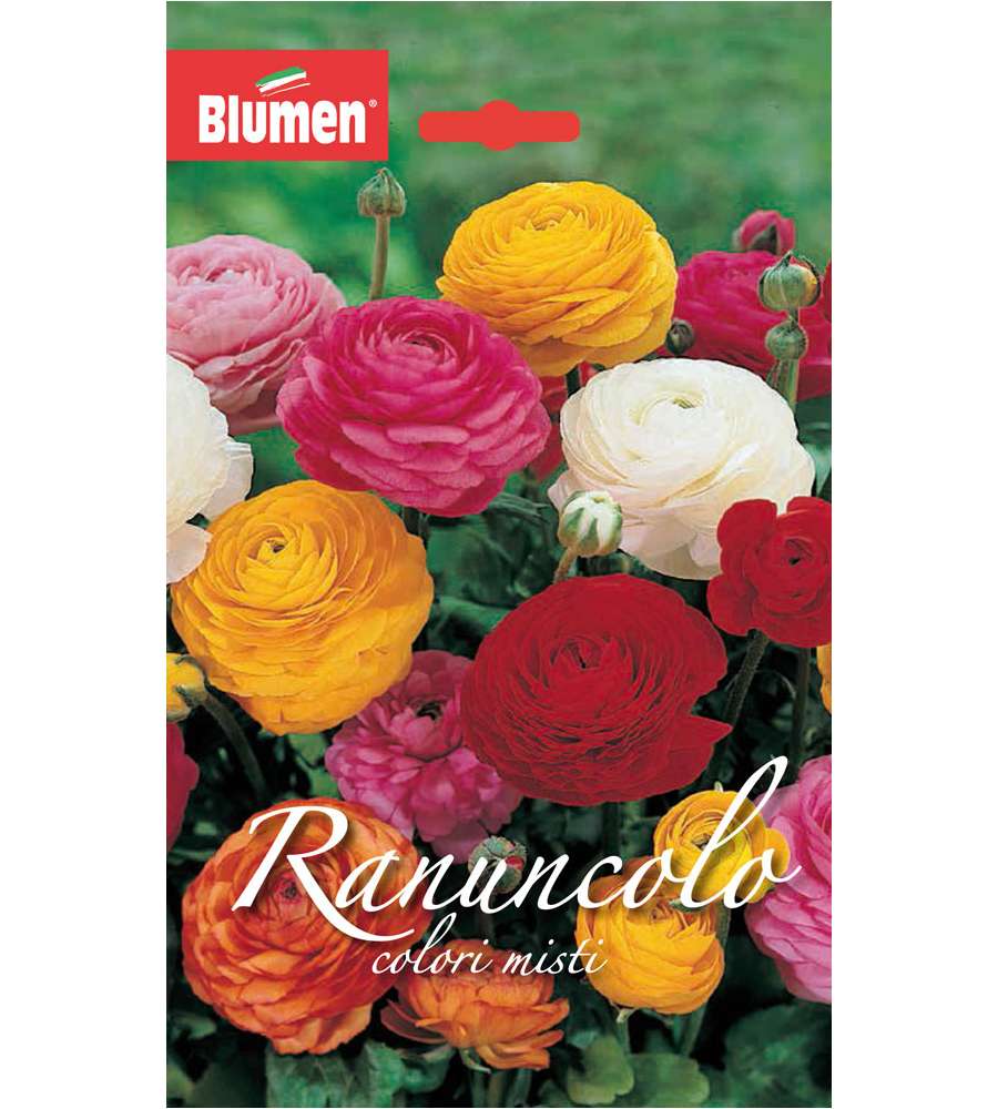 Bulbo Autunnale Ranuncolo Colori Misti
