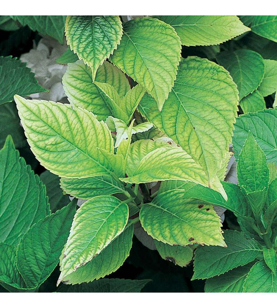 Flortis Concime Granulare Solfato Ferroso - Rinverdente Antimuschio - 1000g