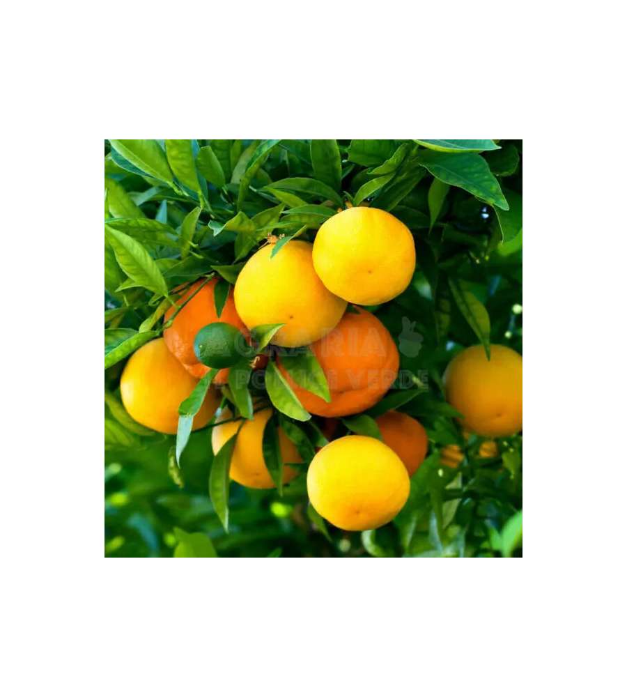 Flortis Concime Agrumi - Energy Giallo - 600 g