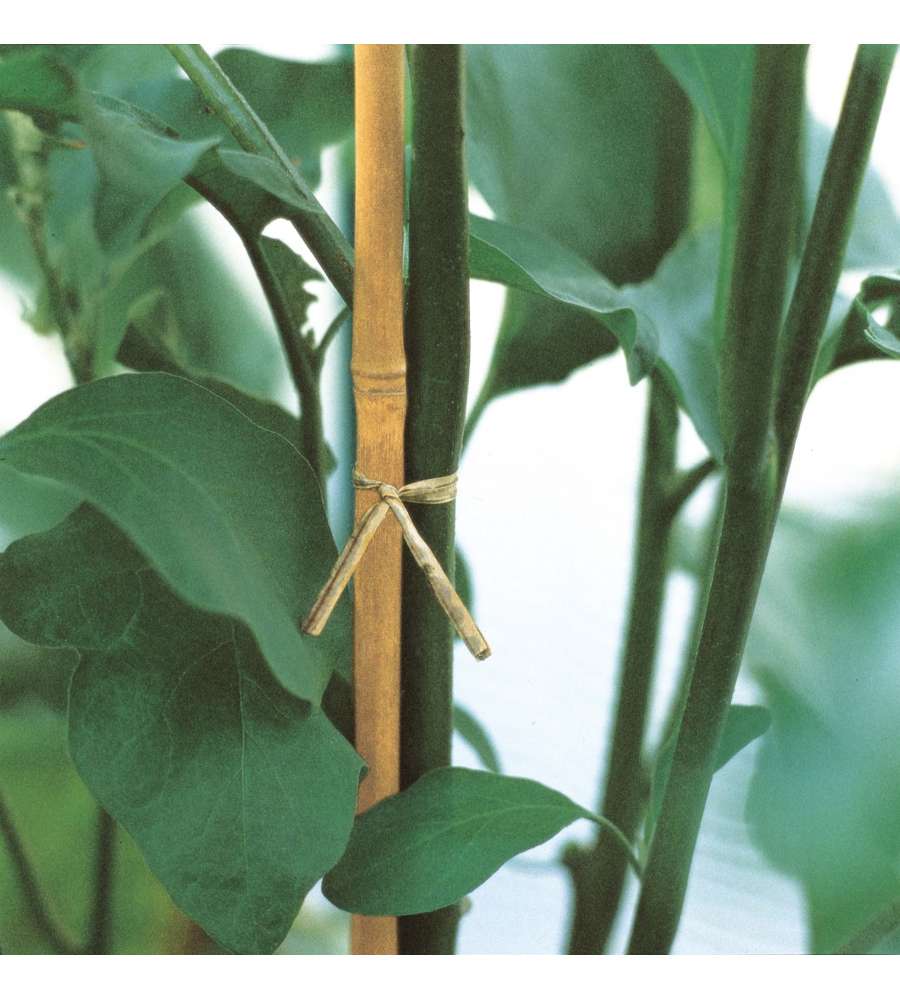 Tutori in Bamboo Naturale - 240 cm