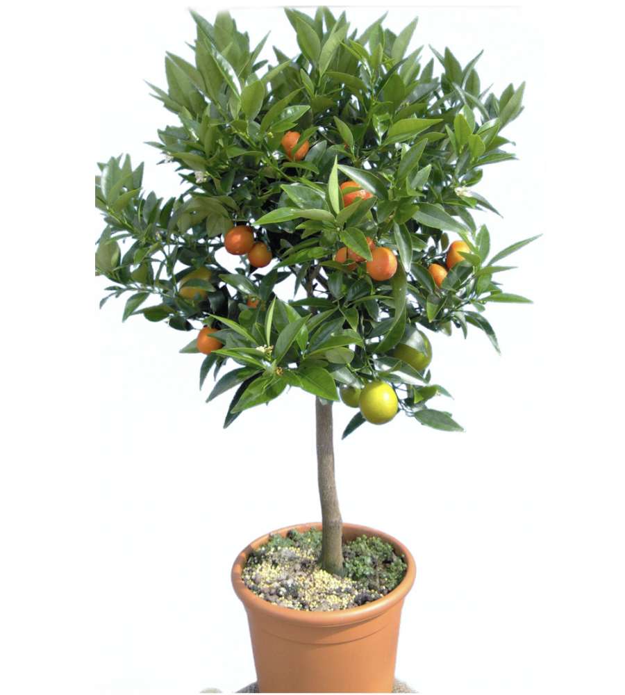 Floratoscana Pianta Agrumi in Vaso - Misto - 20 cm