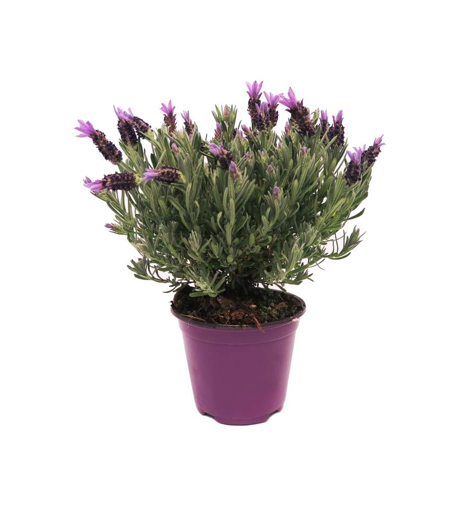 Vaso con Lavanda Stoechas