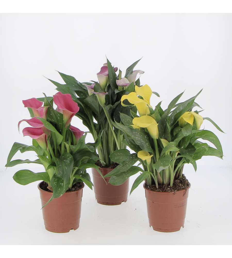 Calla in Vaso - Piante Fiorite - Vari Colori - 12 cm