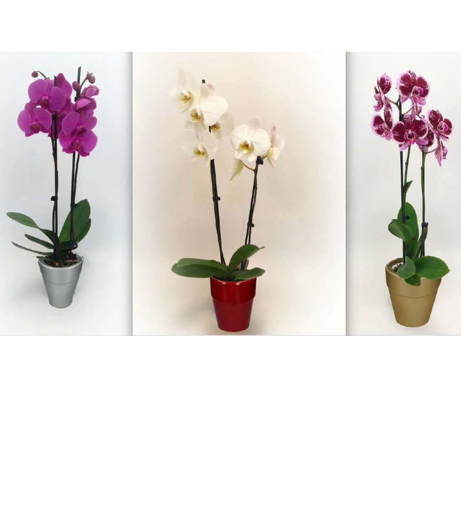 Orchidea Phalaenopsis 2 rami in vaso