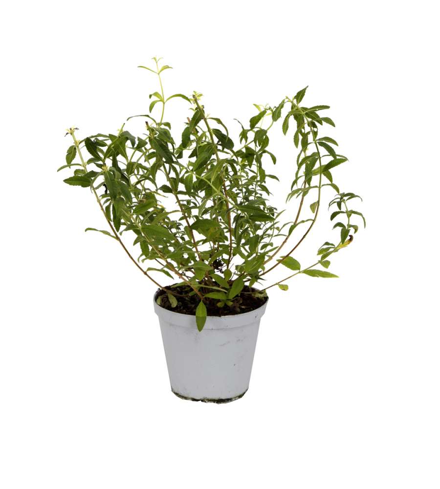 Piantina citronella in vaso 14 cm