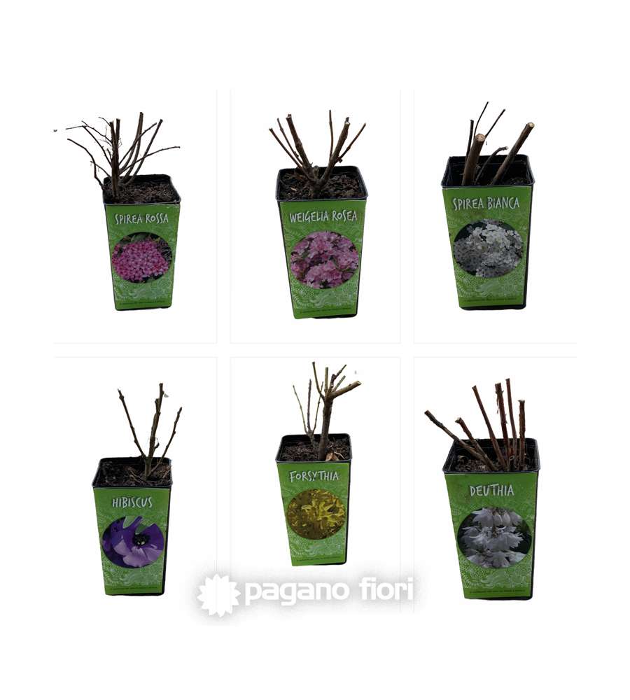 Arbusti da fiore in vaso