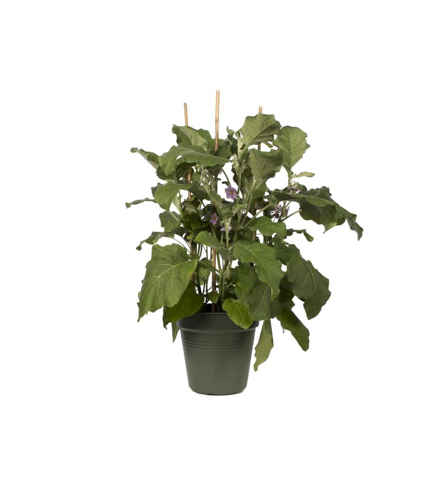 Vaso Growpot 13 cm Leaf Green