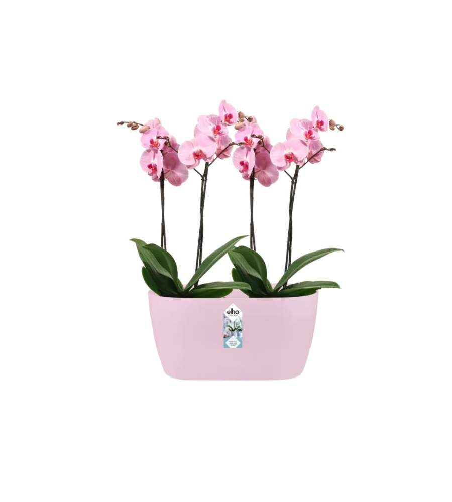 Vaso Brussels Orchid Duo Rosa