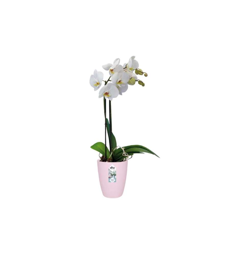 Vaso Burssels Orchid High Rosa
