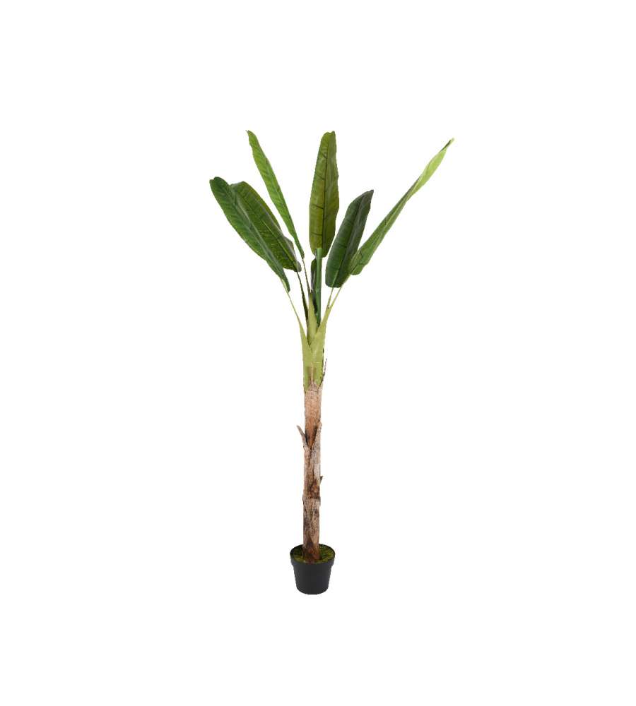 Pianta di Banano artificiale 280cm