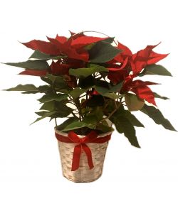 Cesto Regalo con Stella di Natale Rossa - diametro 14 cm