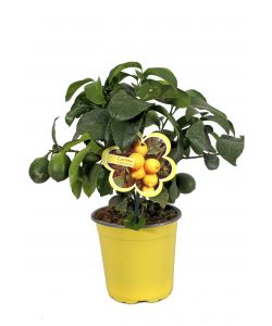 Pianta da frutto tipologia agrumi in vaso