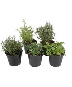 Piantine aromatiche Assortite