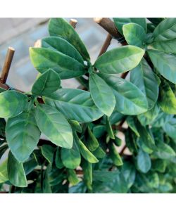 Tenax Siepe Artificiale Verde 200x100 cm con Foglie 3D Estensibile