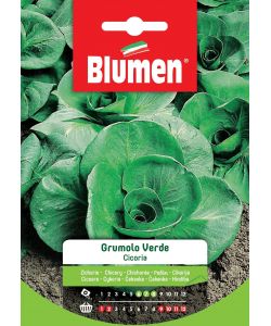 Blumen Semi Cicoria Grumolo Verde - Resistente al Freddo