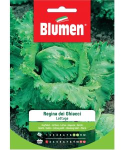 Blumen Semi Lattuga Regina dei Ghiacci 20 g - Verde intenso - Cappuccio