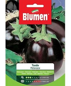 Blumen Melanzana Tonda - Sementi di melanzana viola scuro - Altezza 70/80 cm