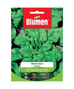 Blumen Semi Spinacio Merlo Nero 20 g - Foglie Grandi e Carnose
