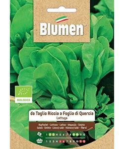 Blumen Lattuga Gentilina Bionda - Foglie Croccanti - Grande Cespo
