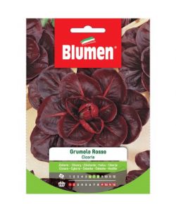 Blumen Semi Cicoria Grumolo Rosso 20g - Foglie Rosse Sanguigne