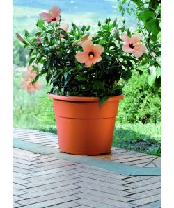 Vaso Hedera  20 cm Color Terracotta