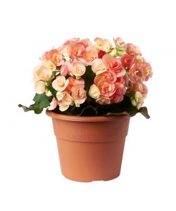 Vaso Hedera  30 cm Color Terracotta